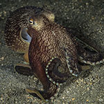 Amphioctopus marginatus